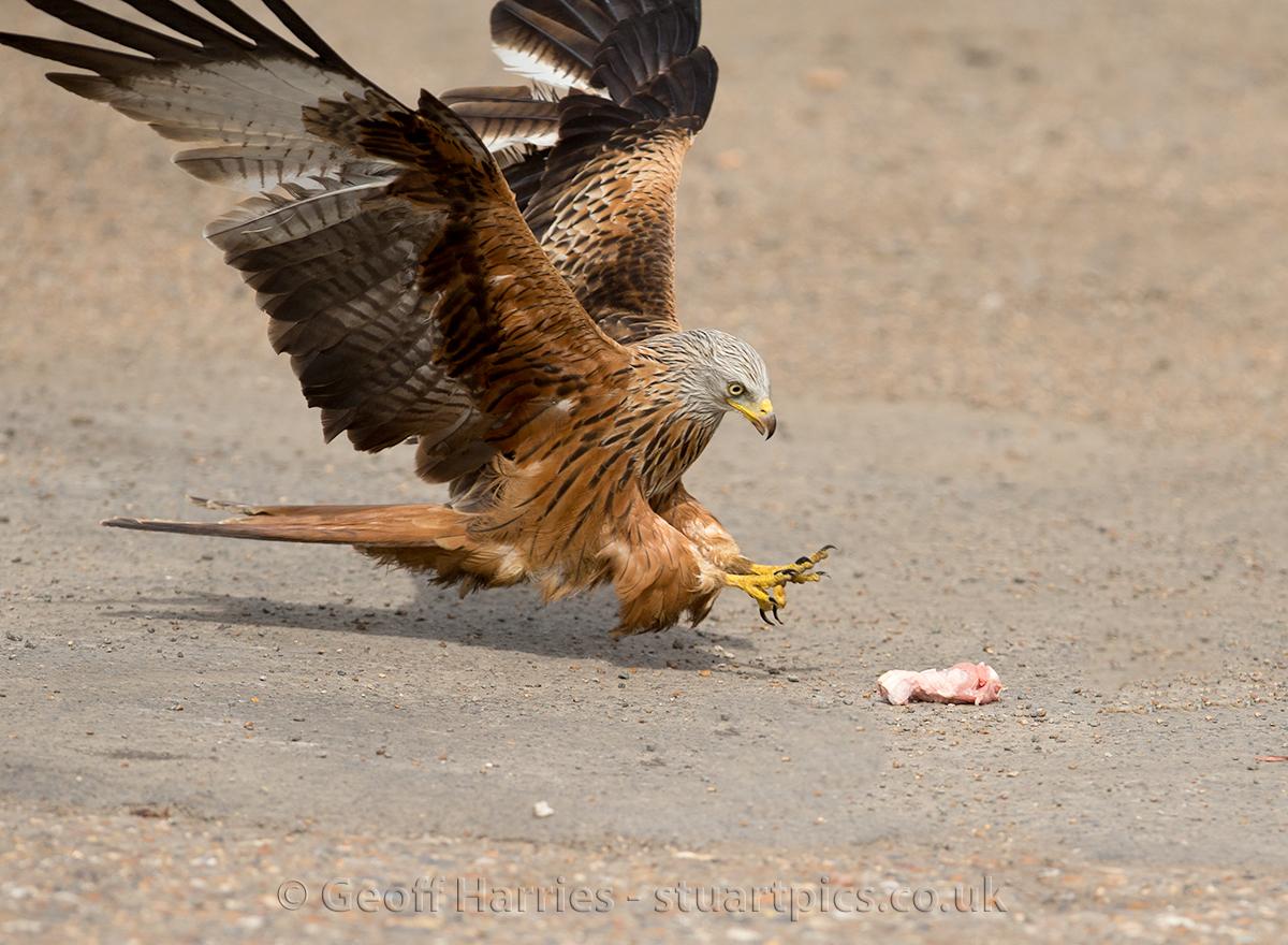 How Common Are Red Kites At Wallace Swindler Blog How Common Are Red Kites At Wallace Swindler Blog