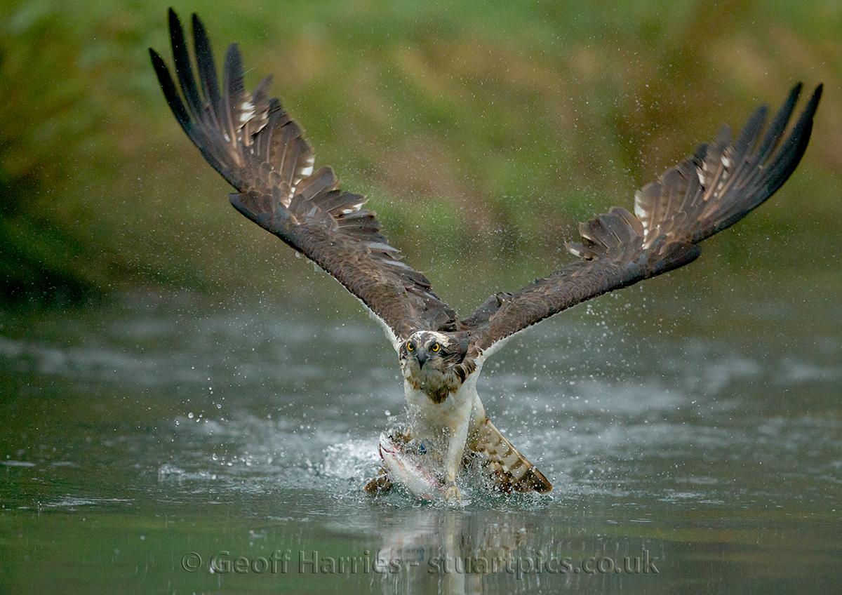 Returning ospreys Stuartpics.co.uk Photography by Geoff Harries