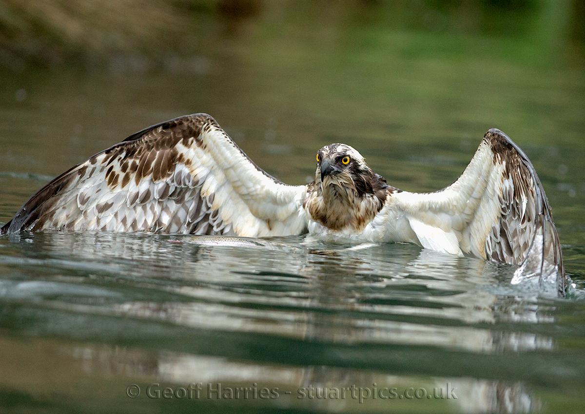 Returning ospreys Stuartpics.co.uk Photography by Geoff Harries