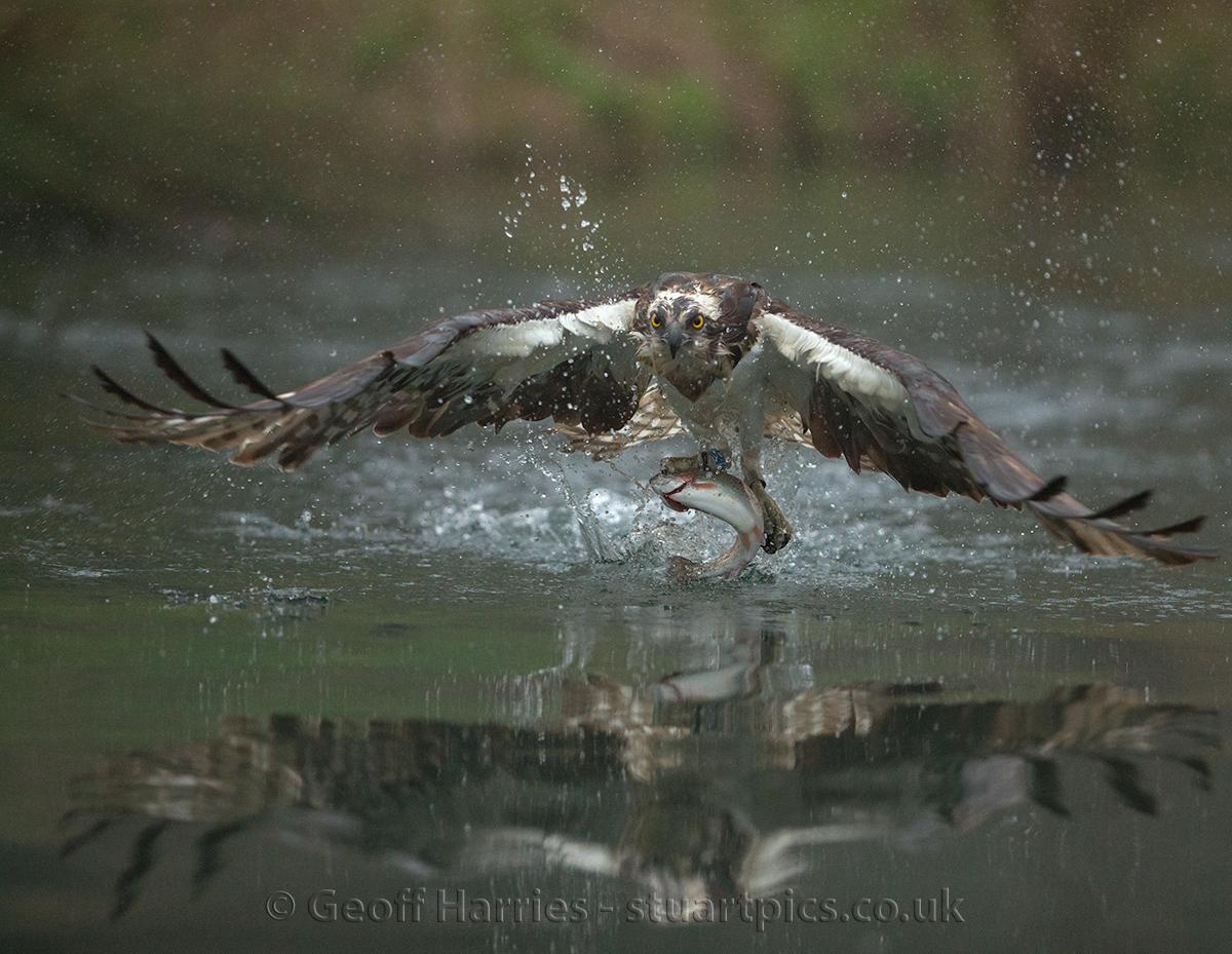 Returning ospreys Stuartpics.co.uk Photography by Geoff Harries