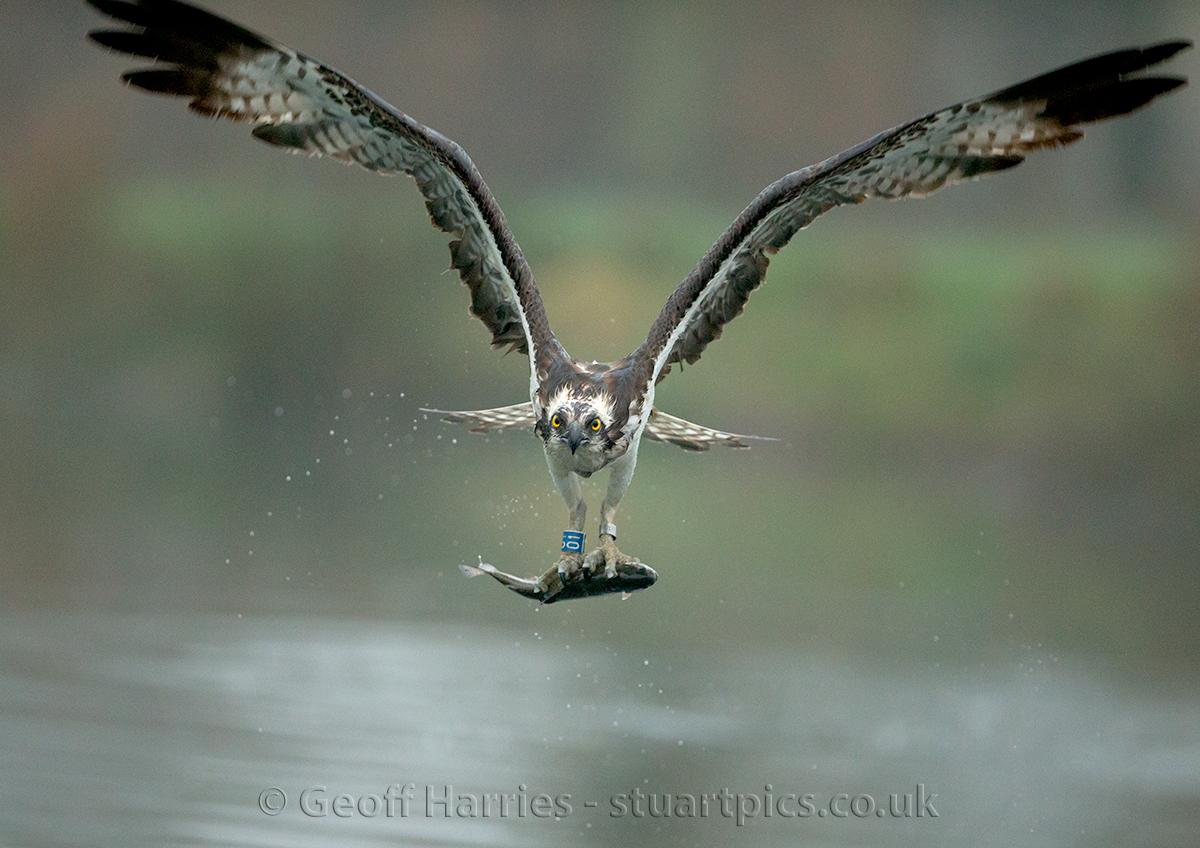 Returning ospreys Stuartpics.co.uk Photography by Geoff Harries
