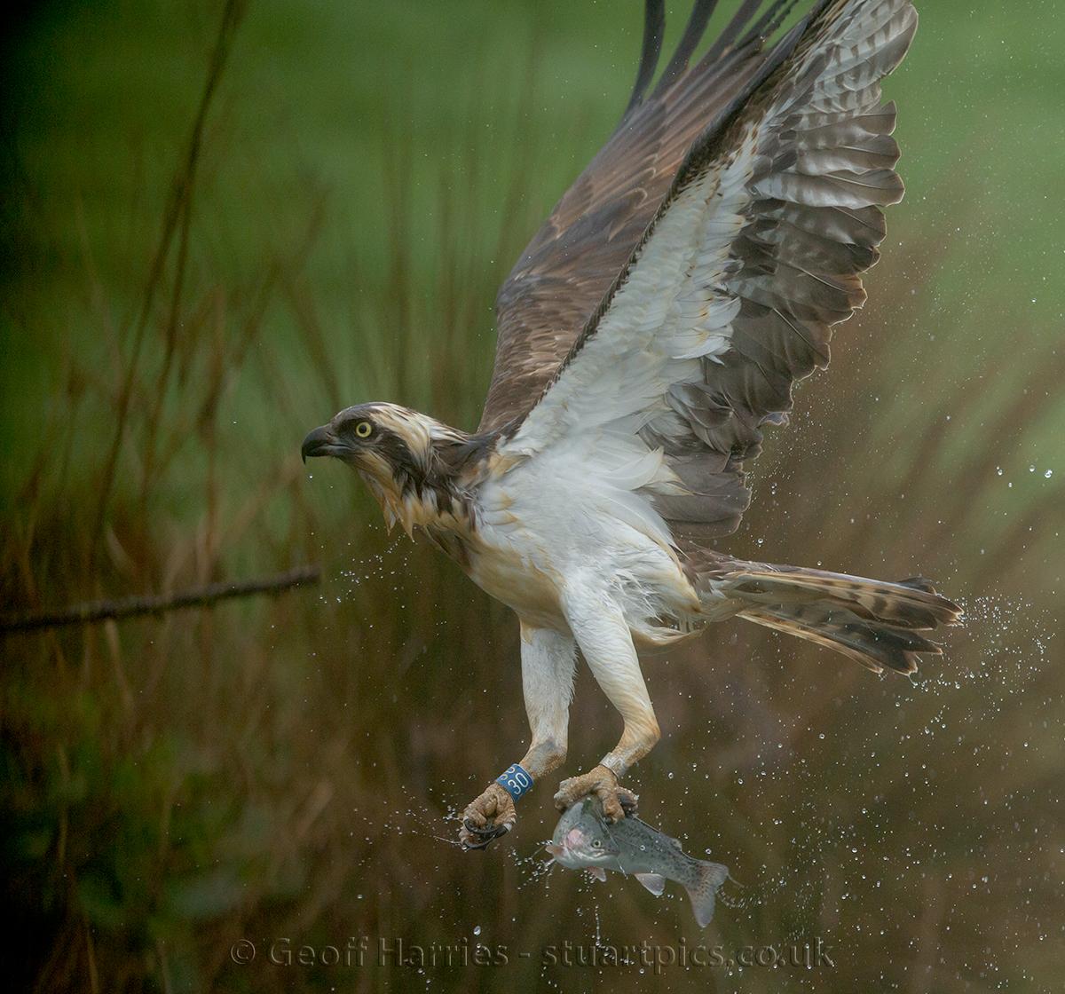 Returning ospreys Stuartpics.co.uk Photography by Geoff Harries