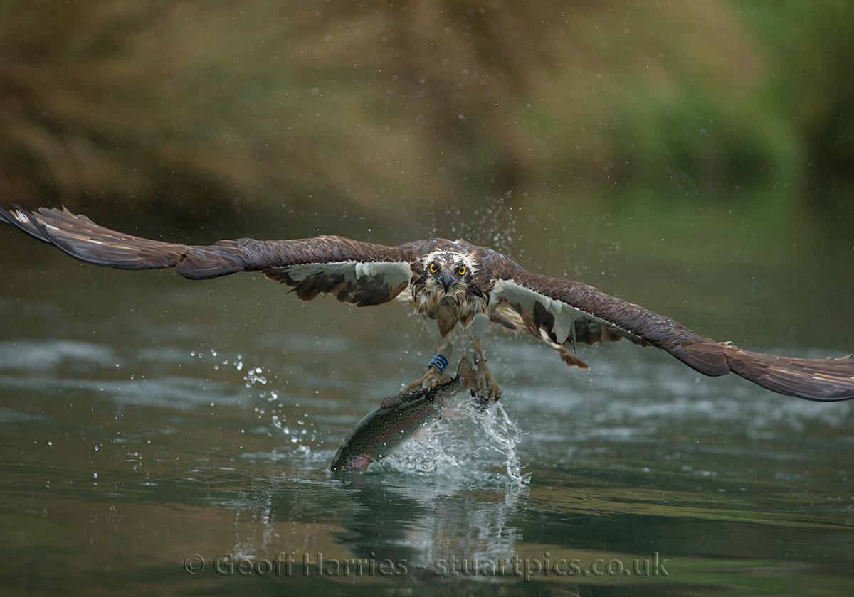 Returning ospreys Stuartpics.co.uk Photography by Geoff Harries