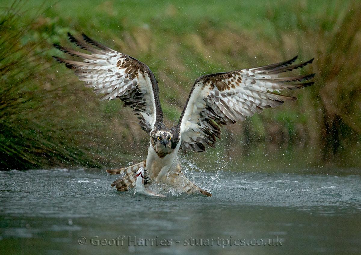 Returning ospreys Stuartpics.co.uk Photography by Geoff Harries